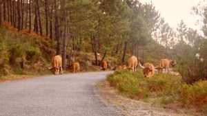 Gerês